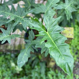 Philodendron golden dragon lime fiddle