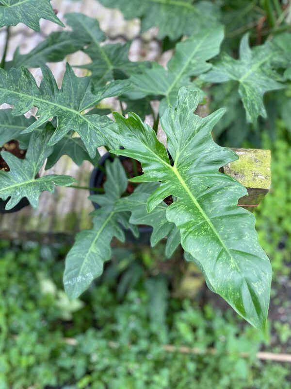 Philodendron golden dragon lime fiddle