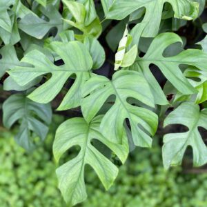 Rhaphidophora tetrasperma