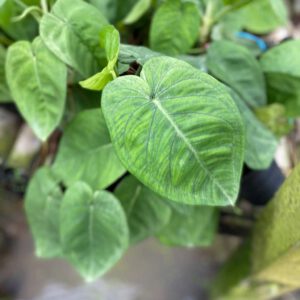 Syngonium chiapense