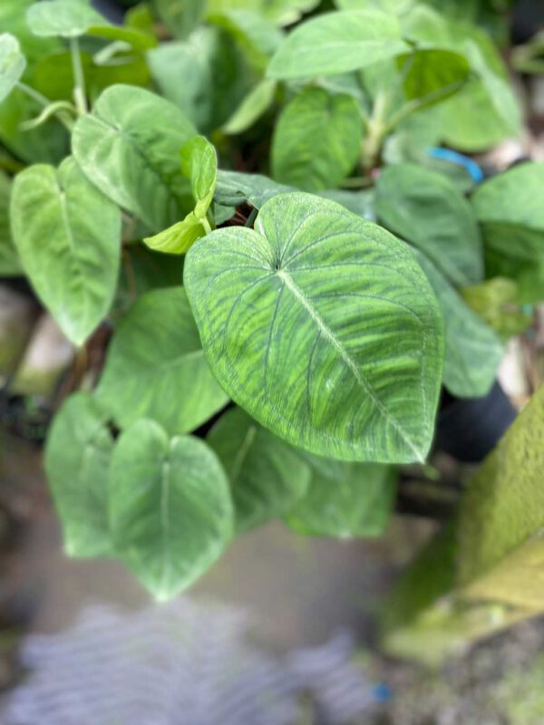 Syngonium chiapense