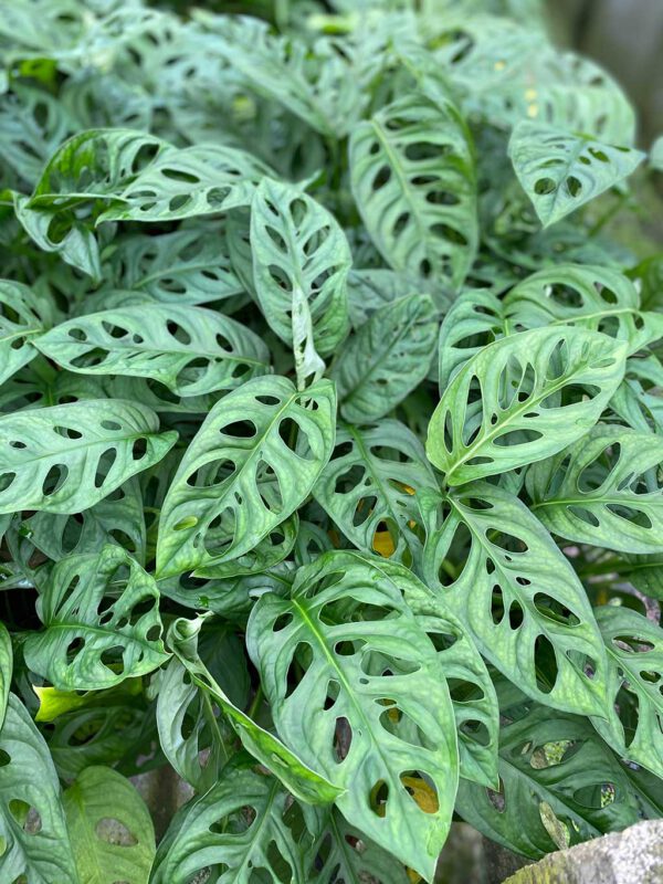 Monstera adansonii