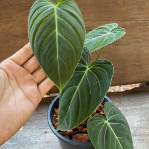 Philodendron melanochrysum
