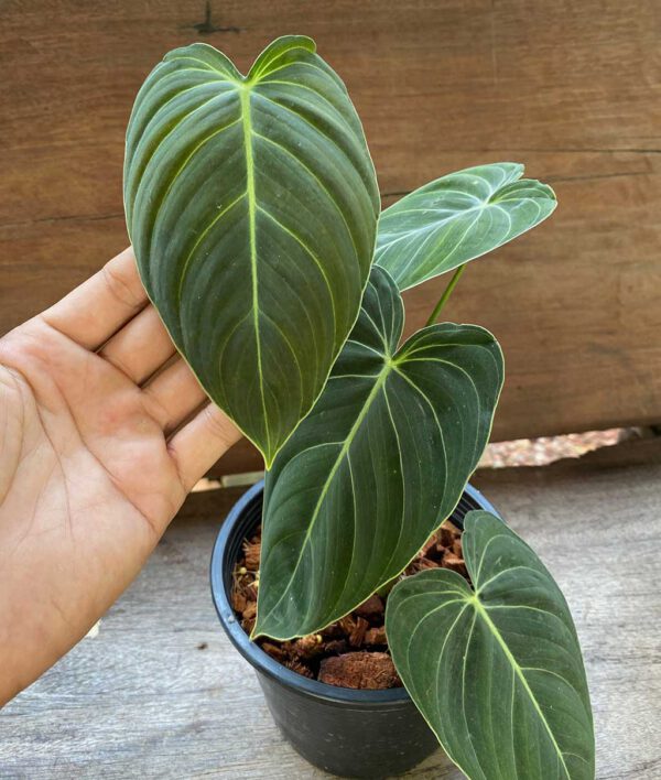 Philodendron melanochrysum