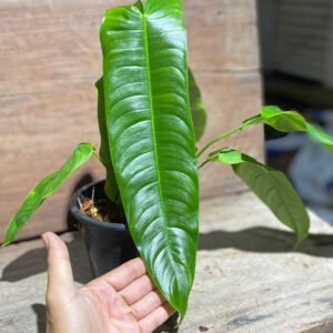 Philodendron sharoniae