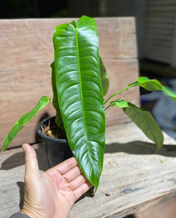 Philodendron sharoniae