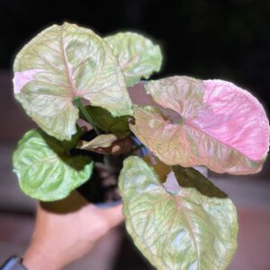 Syngonium strawberry ice