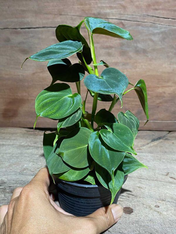 Philodendron lupinum