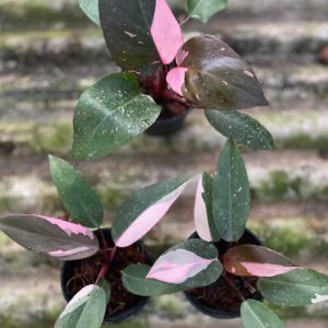 Philodendron Pink Princess