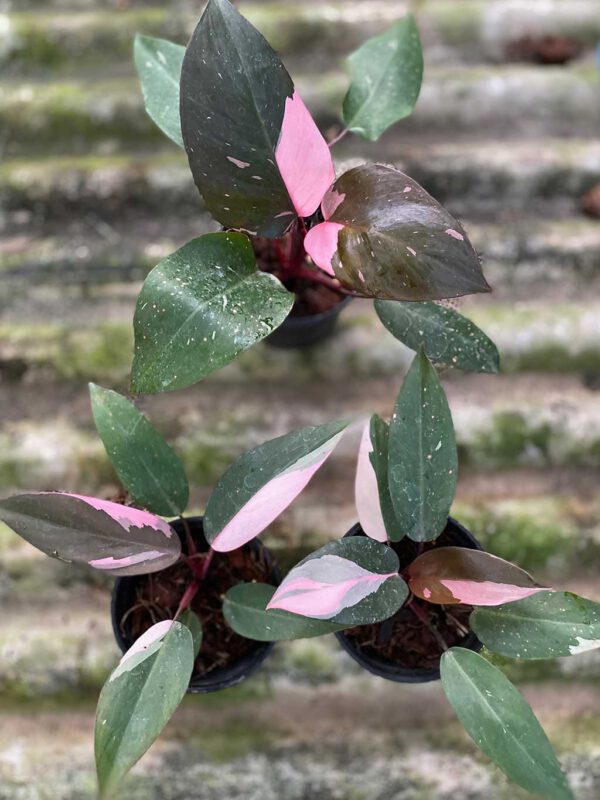 Philodendron Pink Princess