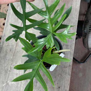 Philodendron pedatum quercifolium