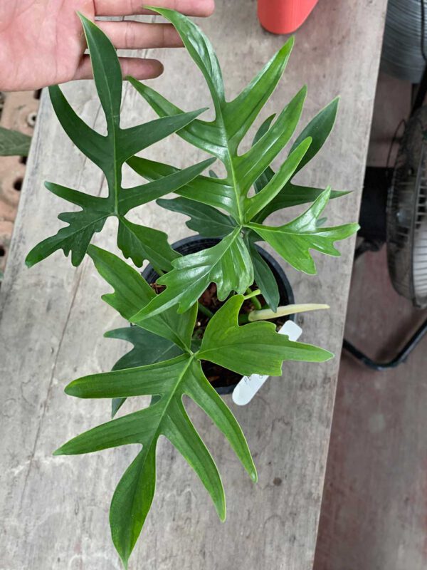 Philodendron pedatum quercifolium