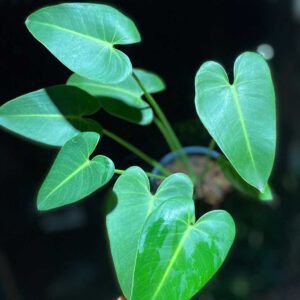 Philodendron cordatum