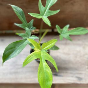 Philodendron Florida Ghost