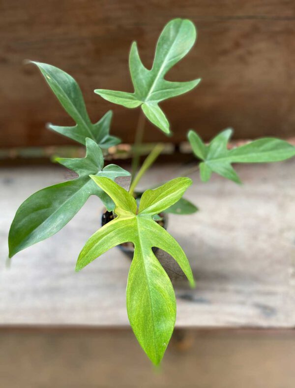 Philodendron Florida Ghost