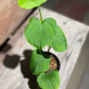 Philodendron fibraecataphyllum