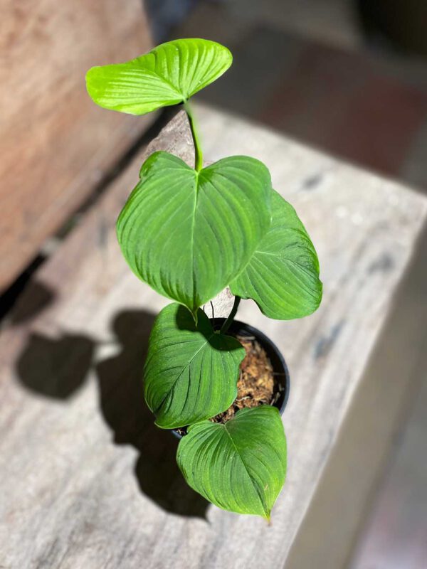 Philodendron fibraecataphyllum