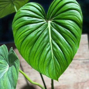 philodendron mcdowell
