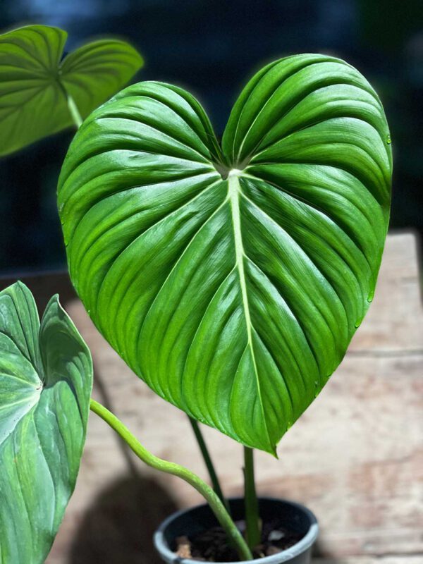 philodendron mcdowell