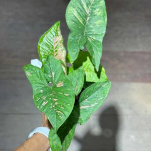 Syngonium sp. No6