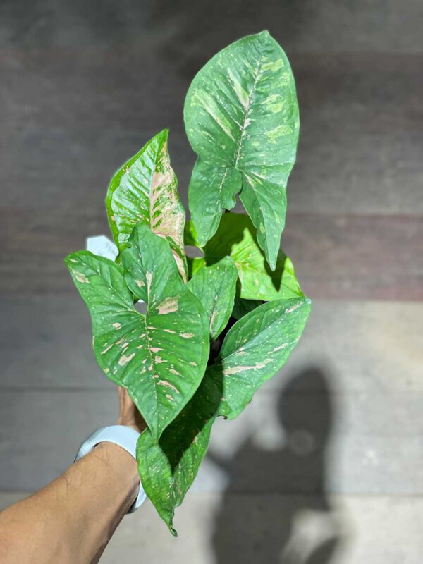 Syngonium sp. No6