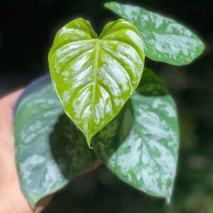 Philodendron branditianum wild form