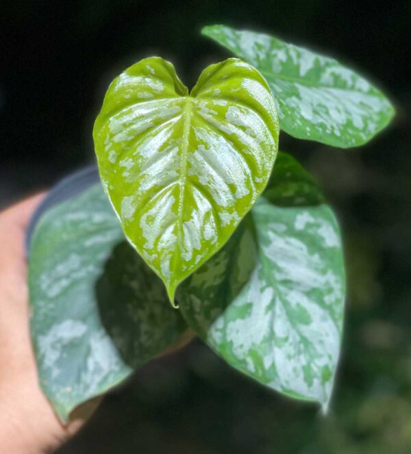 Philodendron branditianum wild form