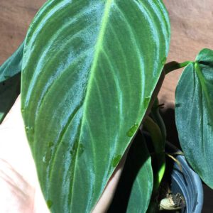 Philodendron gigas