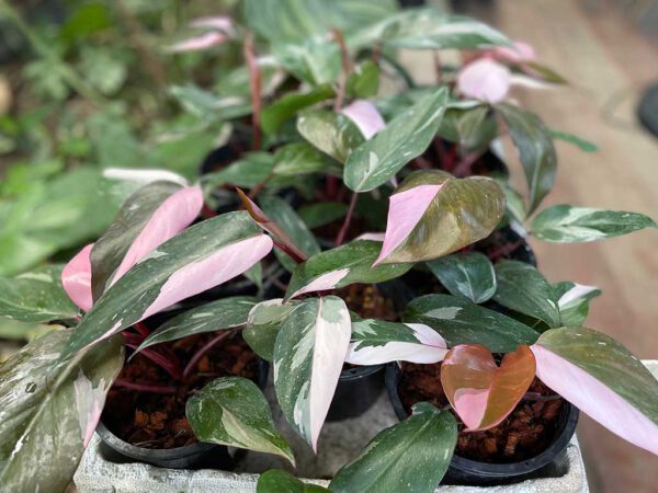 Philodendron Pink Princess - Image 3