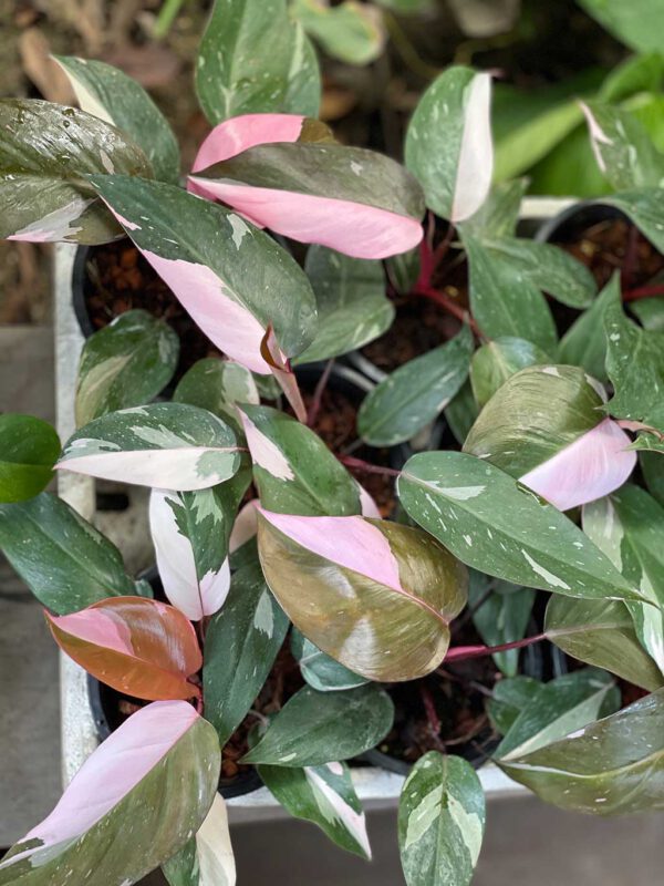 Philodendron Pink Princess - Image 2