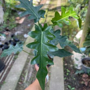 Philodendron bob cee