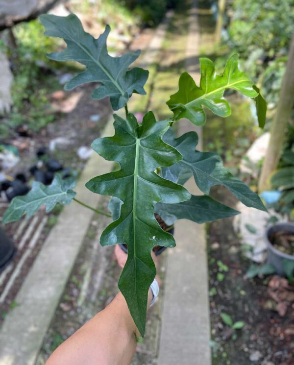 Philodendron bob cee