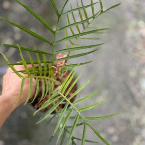 Philodendron tortum