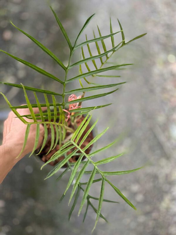 Philodendron tortum
