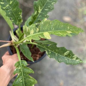 Philodendron Ring of Fire