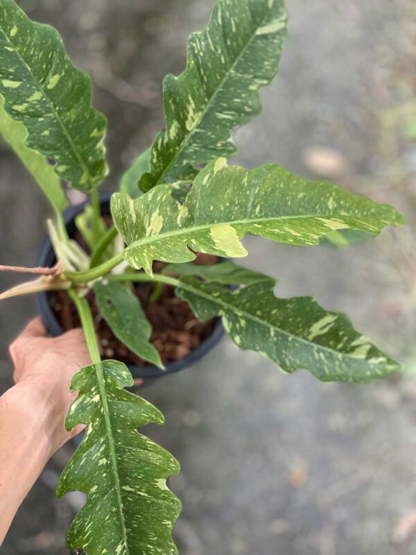 Philodendron Ring of Fire