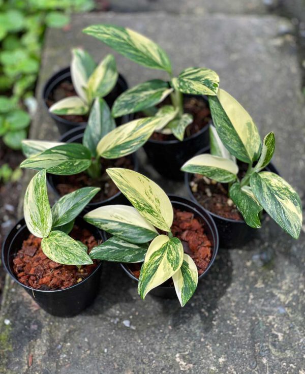 Monstera standleyana aurea - Image 2