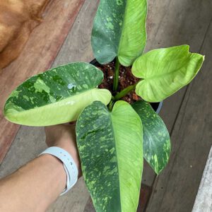 Philodendron jose buono