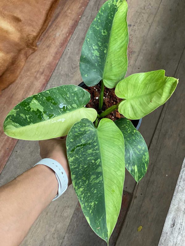 Philodendron jose buono