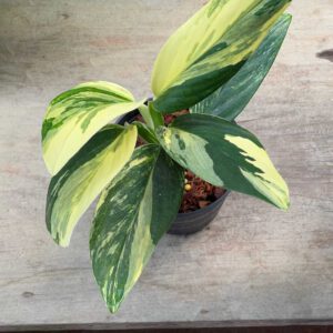 Monstera standleyana aurea
