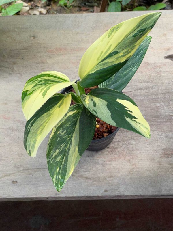Monstera standleyana aurea