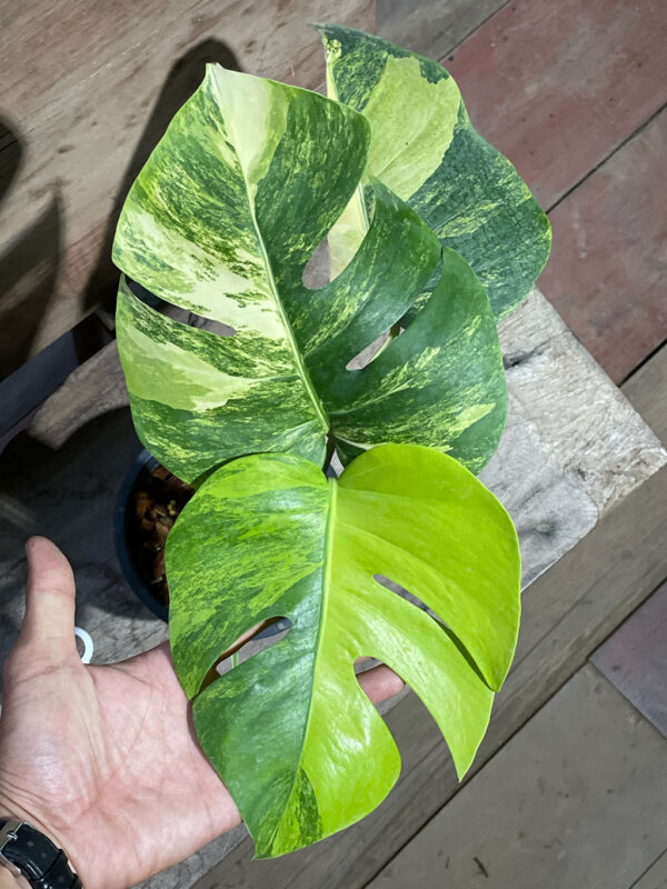 Monstera aurea