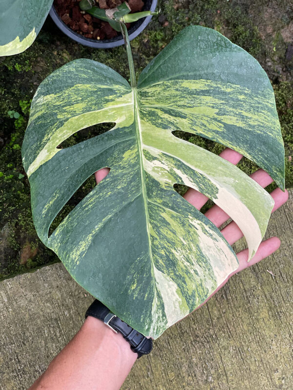 Monstera aurea - Image 2