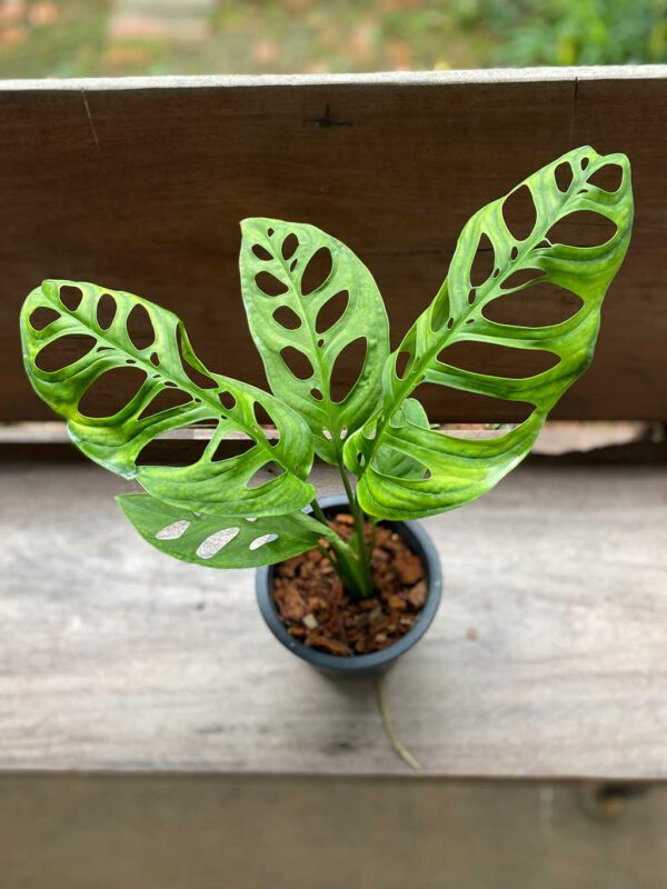 Monstera esqueleto