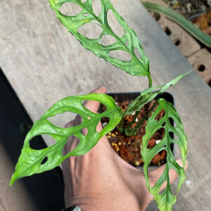 Monstera obliqua