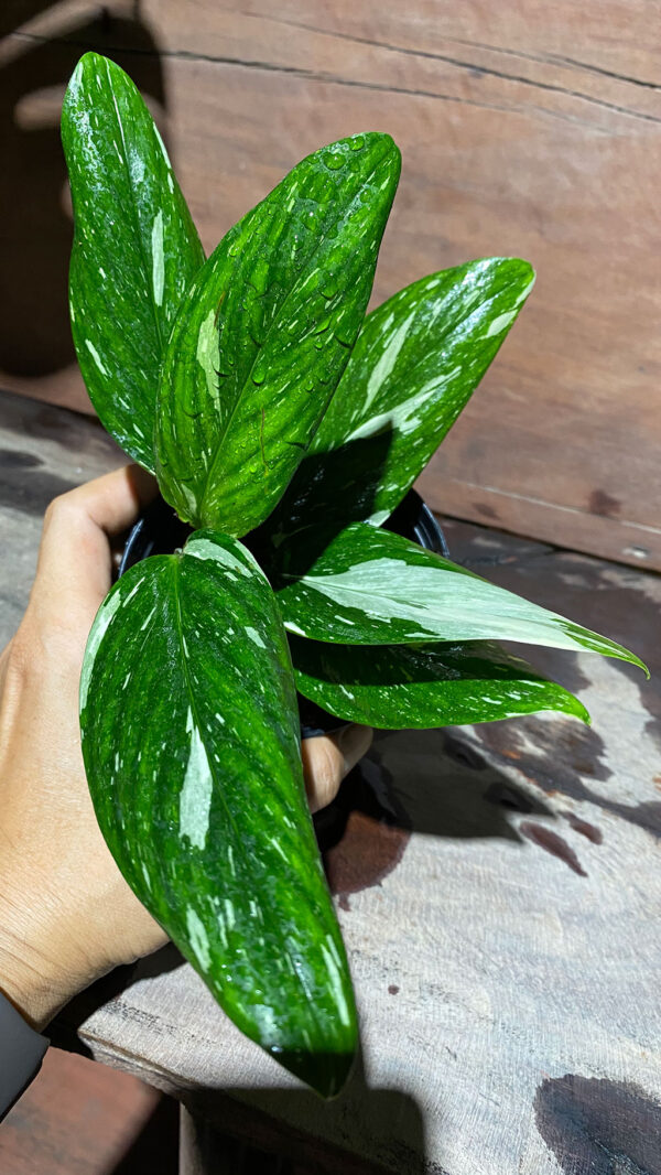 Monstera standleyana variegated