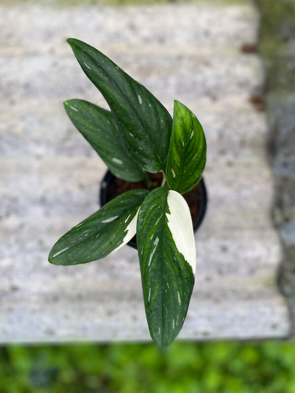 Monstera standleyana variegated - Image 2
