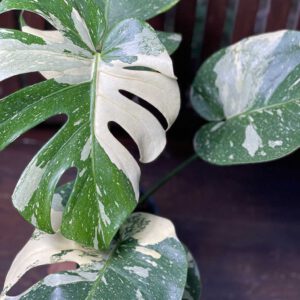 Monstera Thai Constellation