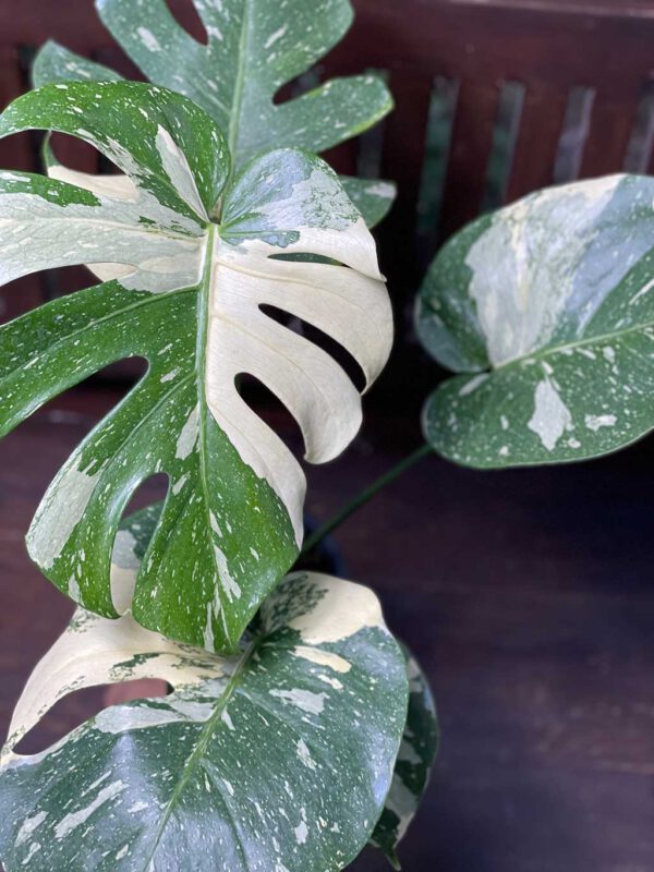 Monstera Thai Constellation