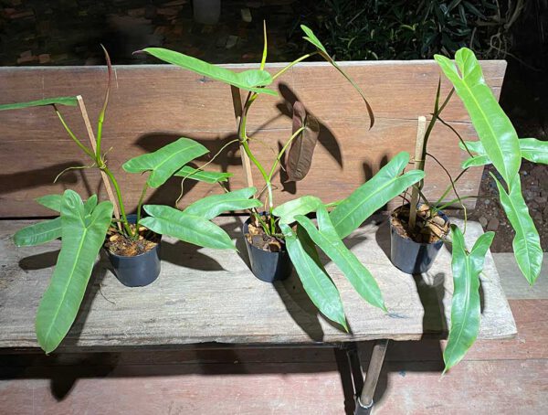Philodendron atabapoense - Image 2